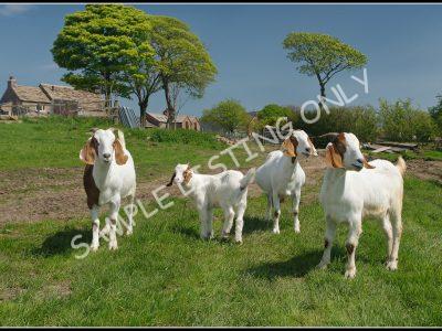 Senegalese Live Boer Goats