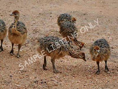 Senegal Ostrich Chicks