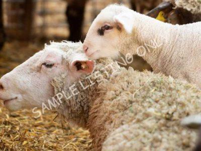 Healthy Senegal Sheep