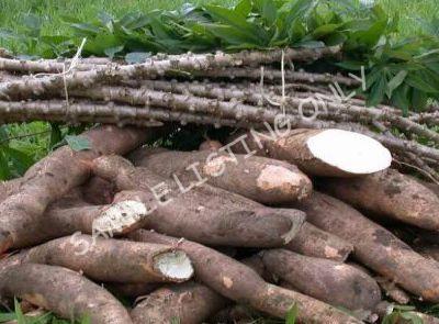 Fresh Senegal Cassava