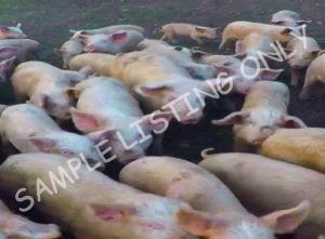 Senegal Healthy Pigs
