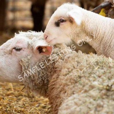 Healthy Senegal Sheep
